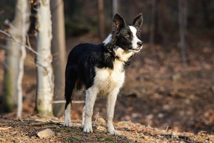Fotografia psa w lesie
