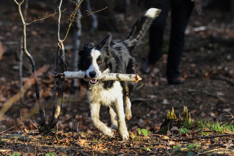 Biegnący pies w lesie, fotografia zwierząt domowych