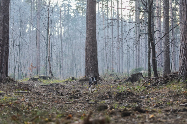 Biegnący pies w jesiennym lesie