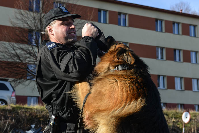 Zabawa psa z policjantem