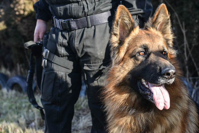 Psy policyjne- fotoreportaż