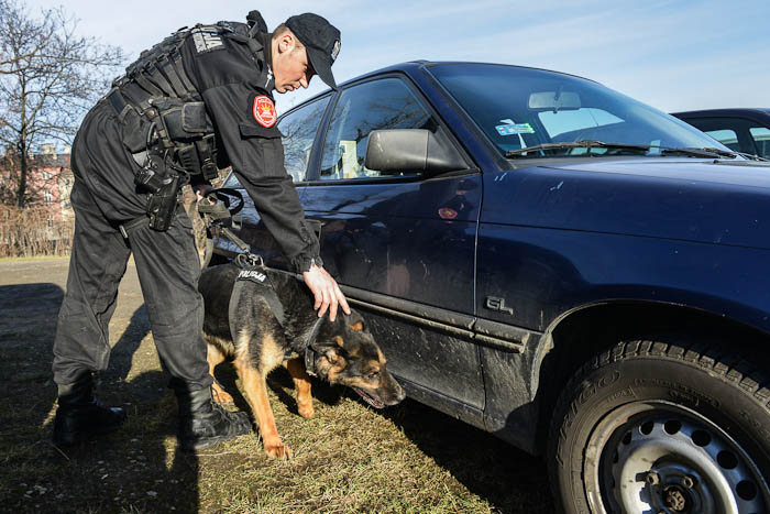 Pies policyjny szukający materiałów wybuchowych