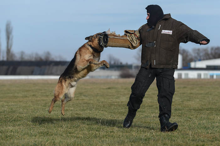 Policja Bielsko-Biała- trening psa