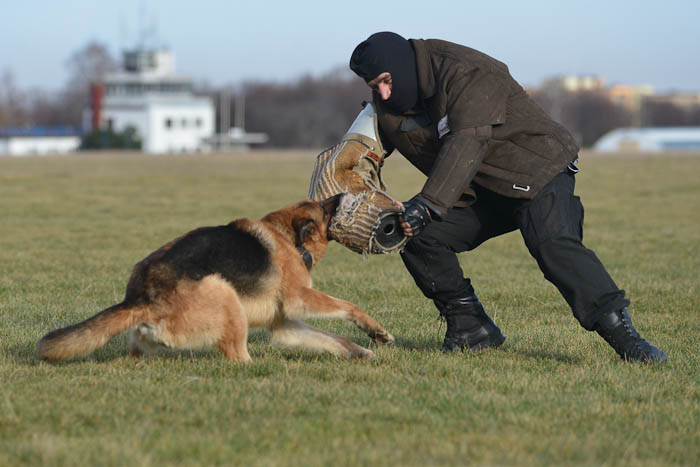 Trening psa policyjnego- agresja