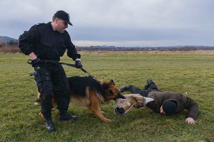 Fotografia zwierząt: trening psa policyjnego