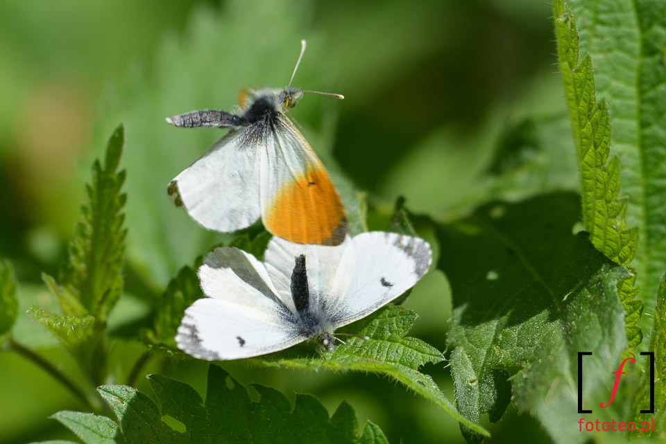 Motyle- rozmnazanie