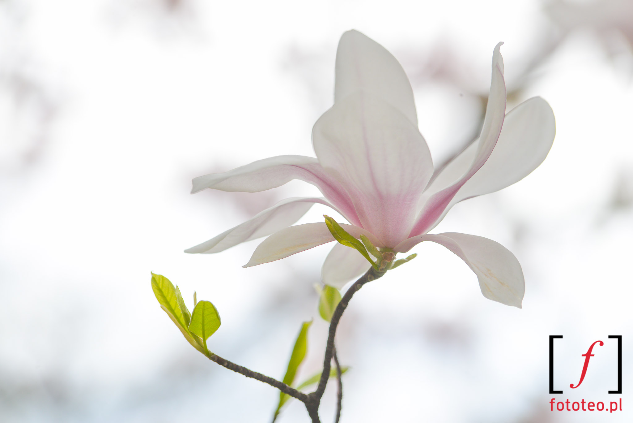 Kwiat mangolii Cieszyn foto