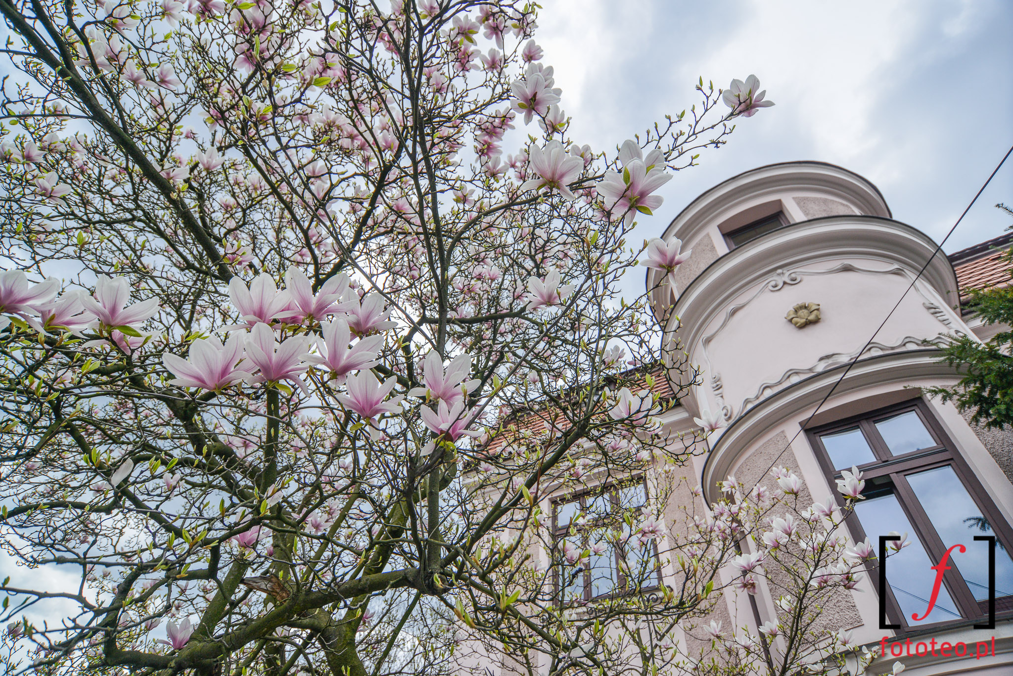 Fotografia Cieszyn kwitnace magnolie